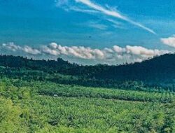 PENGAWASAN PENGGUNAAN KAWASAN HUTAN TANPA IZIN: PERAN KRUSIAL SEKTOR PERKEBUNAN SAWIT DALAM KONSERVASI KEHUTANAN