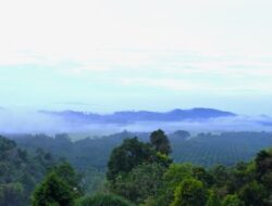 PERKEBUNAN SAWIT ILEGAL: HUTAN INDONESIA TERANCAM HILANG OLEH TIM INVESTIGASI INTERGREEN MEDIA
