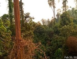Pencairan Jaminan Reklamasi PT CNI Tertunda: Cermin Buram Tata Kelola Tambang di Sulawesi Tenggara