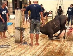 Idul Adha 2025: UPP Kolonodale dan Dan Stekholder Serahkan 5 Ekor Sapi Kurban, Wujud Nyata Pelabuhan untuk Rakyat,