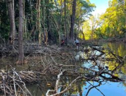 Akses Houling Dipalang: Tiga Hari Aktivitas PT TAS di Torete Lumpuh, Warga Menolak Penggusuran Mangrove