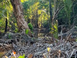 Konflik Agraria Torete: Antara Tambang, Lahan Mangrove, dan Suara Keadilan yang Dipinggirkan